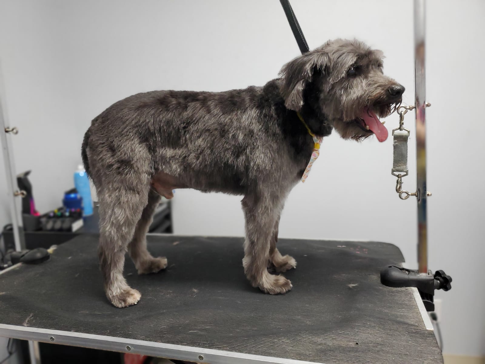 Jack after groom