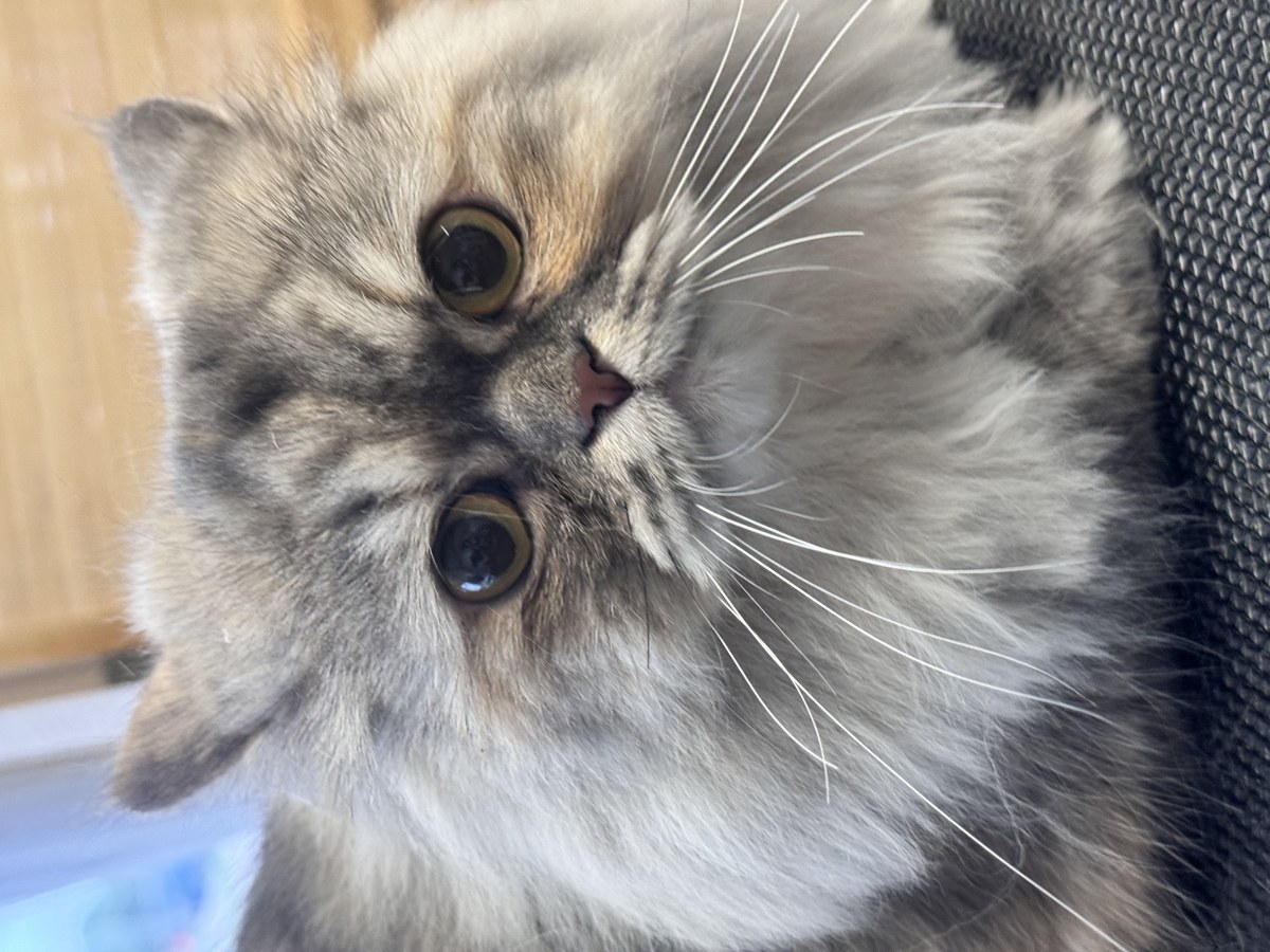 Cat groom at Bark & Purr