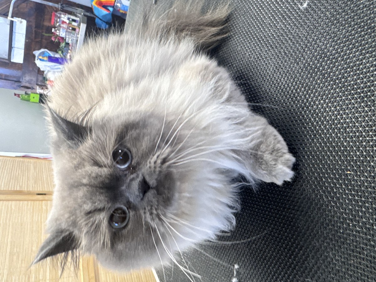 Cat groom at Bark & Purr