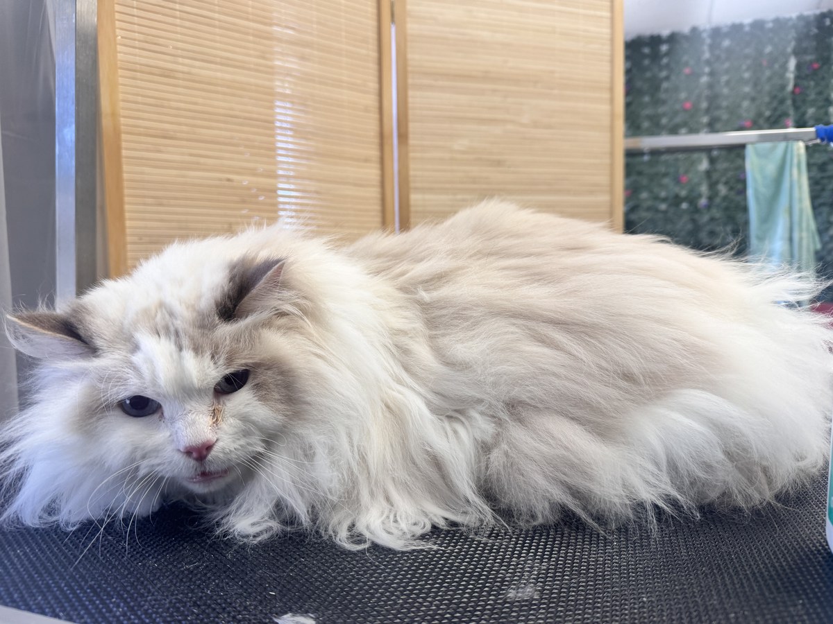 Cat groom at Bark & Purr