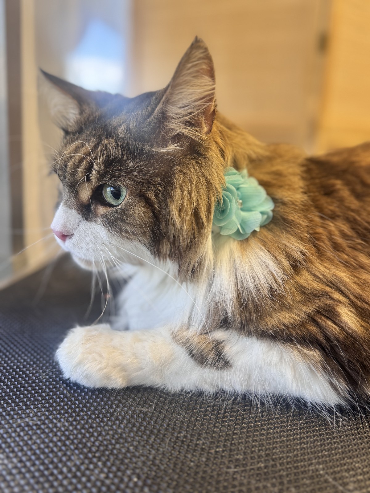 Cat groom at Bark & Purr