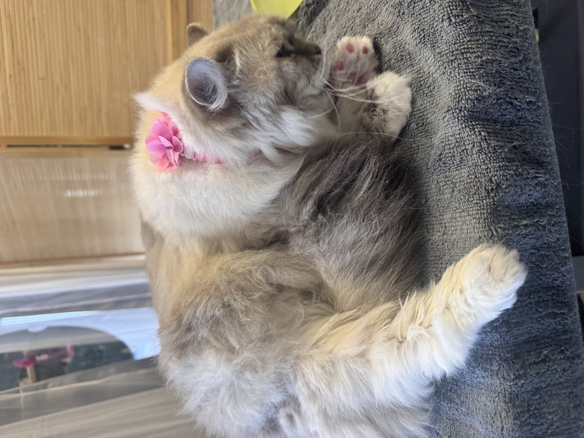 Cat groom at Bark & Purr