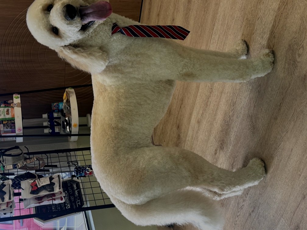 White doodle groom by Des