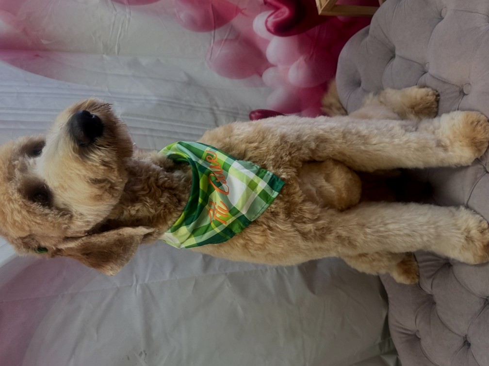 Tan doodle groom by Des