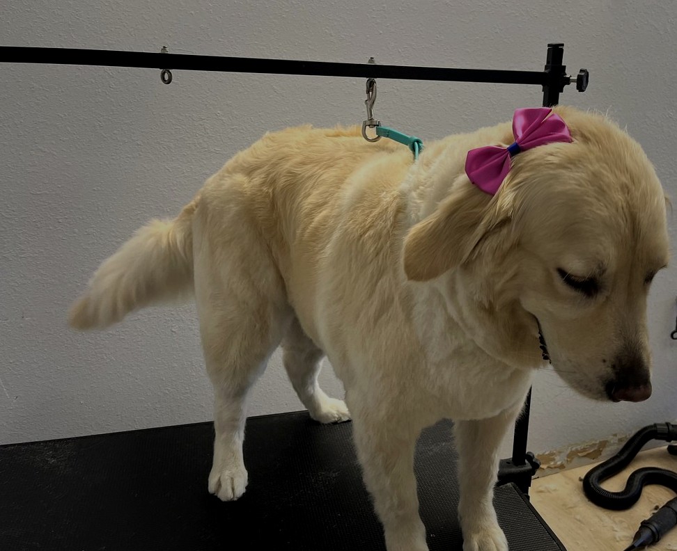 Golden Retriever groom by Julia