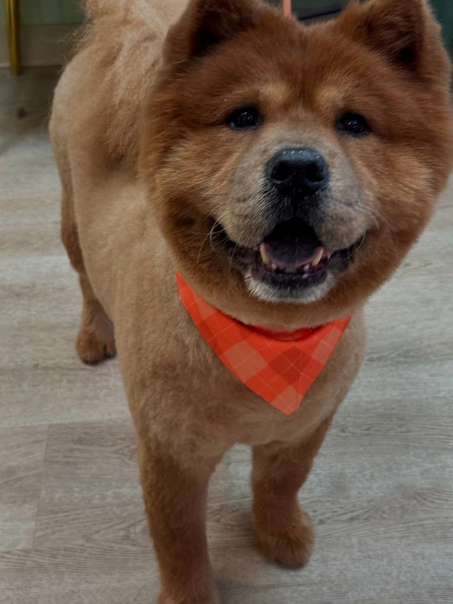 Golden Retriever groom by Julia