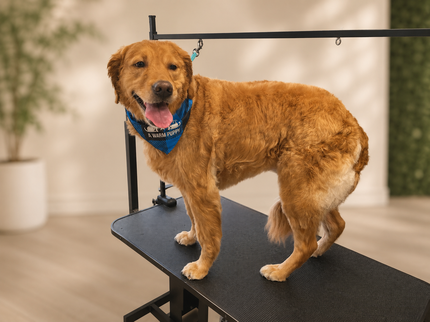 Relaxed, happy golden retriever after grooming